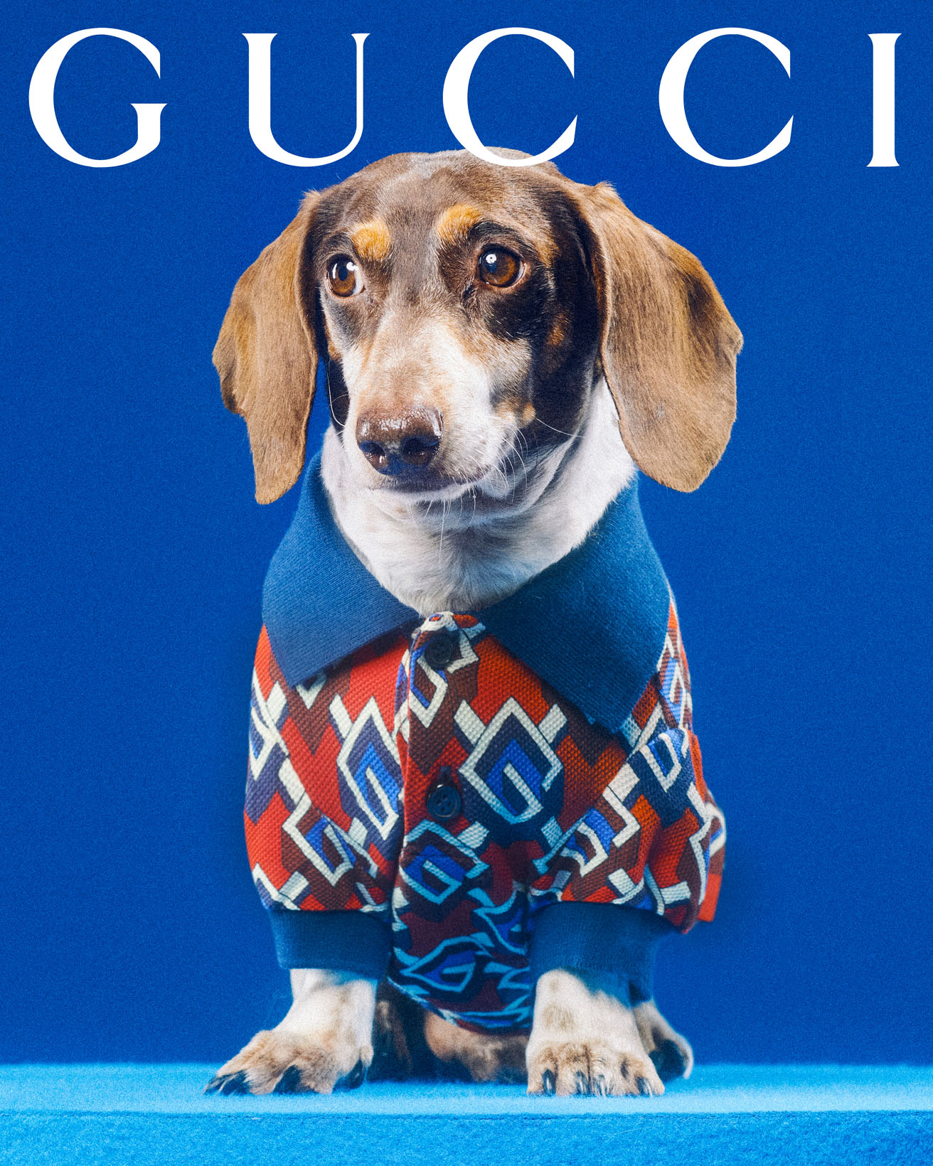 Gucci huisdieren collectie