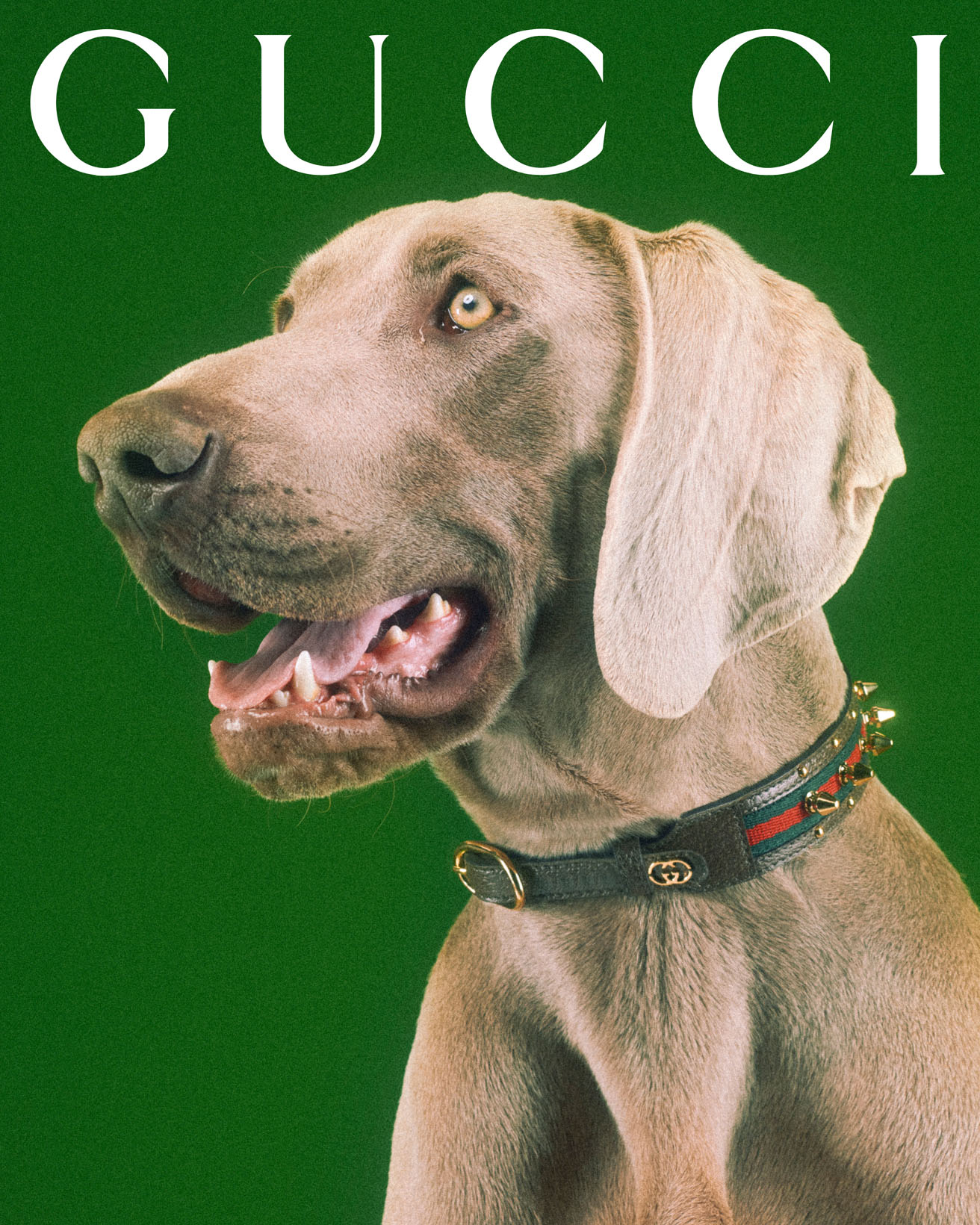 Gucci huisdieren collectie