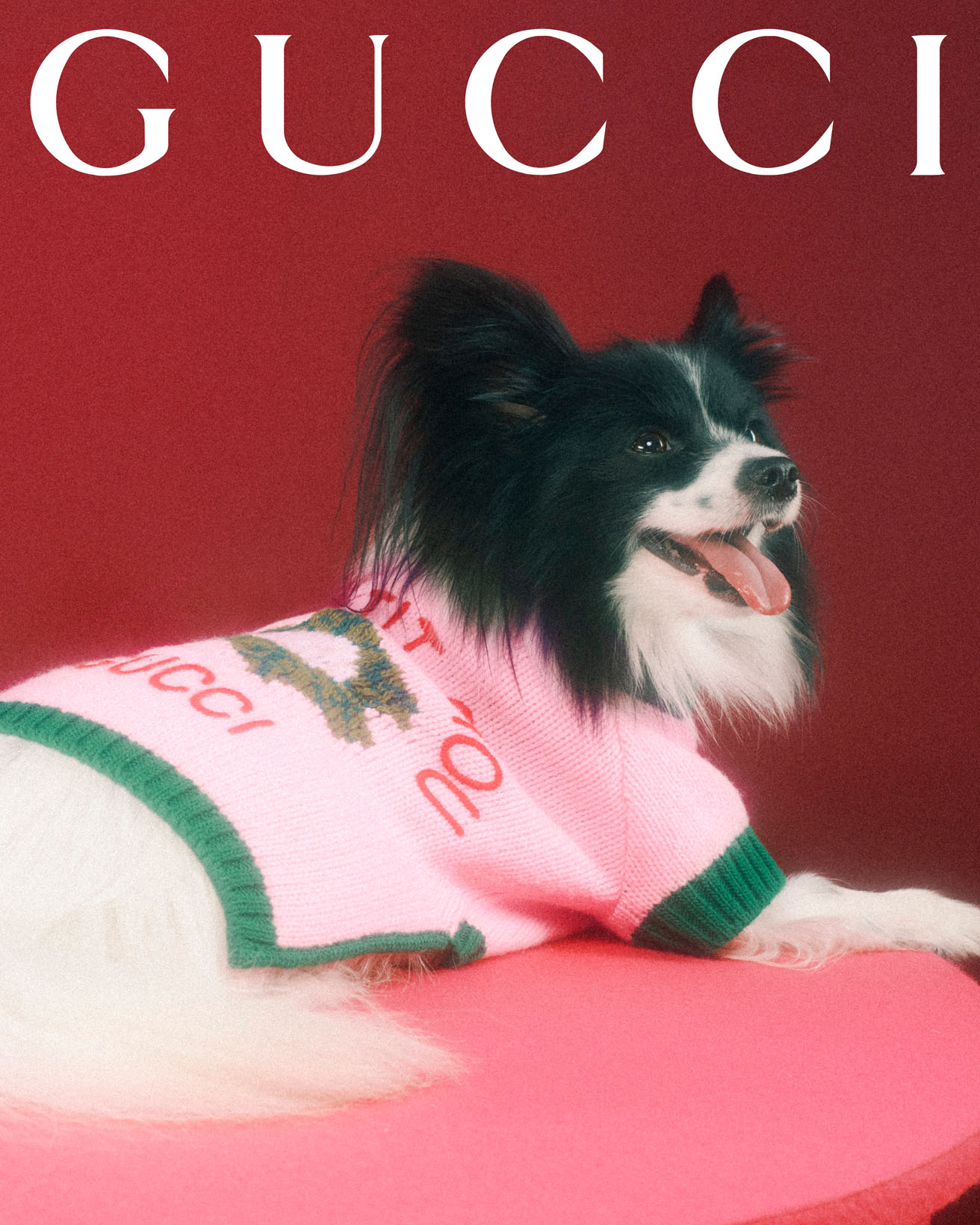 Gucci huisdieren collectie