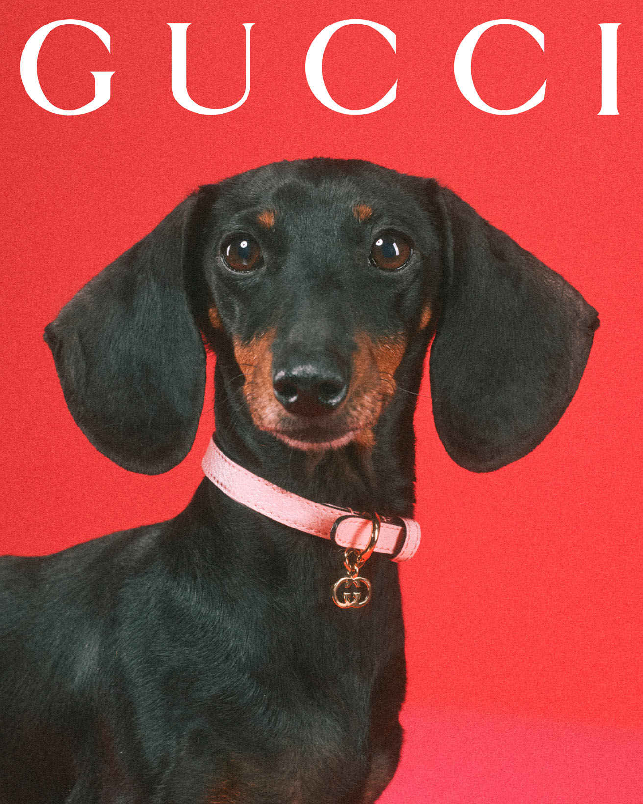 Gucci huisdieren collectie