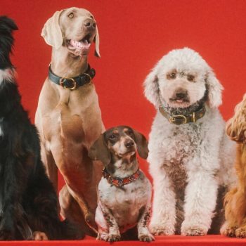 14-luxe-cadeaus-die-je-dierenliefhebbers-wil-geven-tijdens-de-feestdagen-234745
