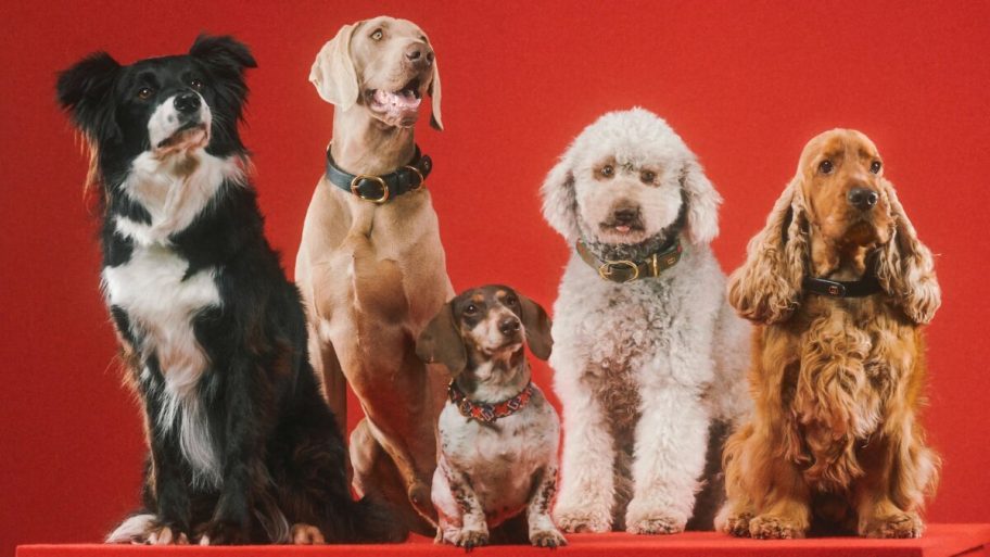 14-luxe-cadeaus-die-je-dierenliefhebbers-wil-geven-tijdens-de-feestdagen-234745