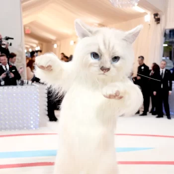 wie-zit-er-in-dat-reusachtige-kattenpak-op-het-met-gala-251914