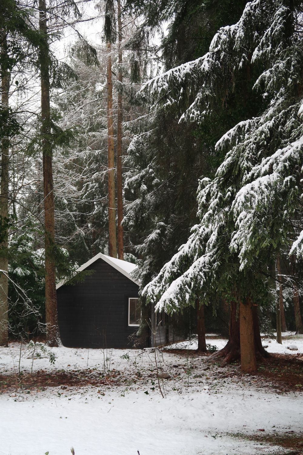Column Gisele Azad: zo ziet mijn leven in het bos eruit
