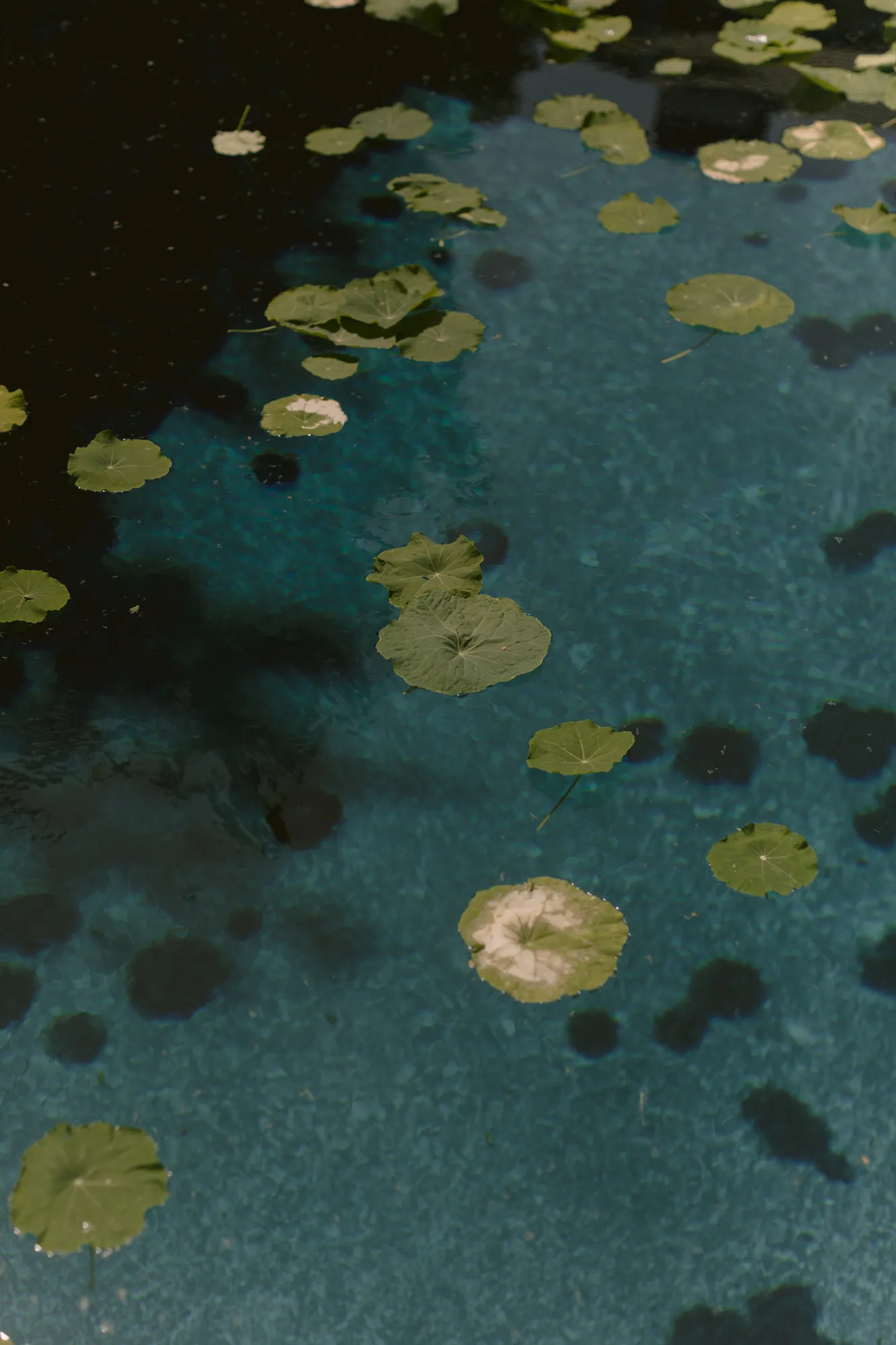 De gothic bruiloft van Meredith en Jamie