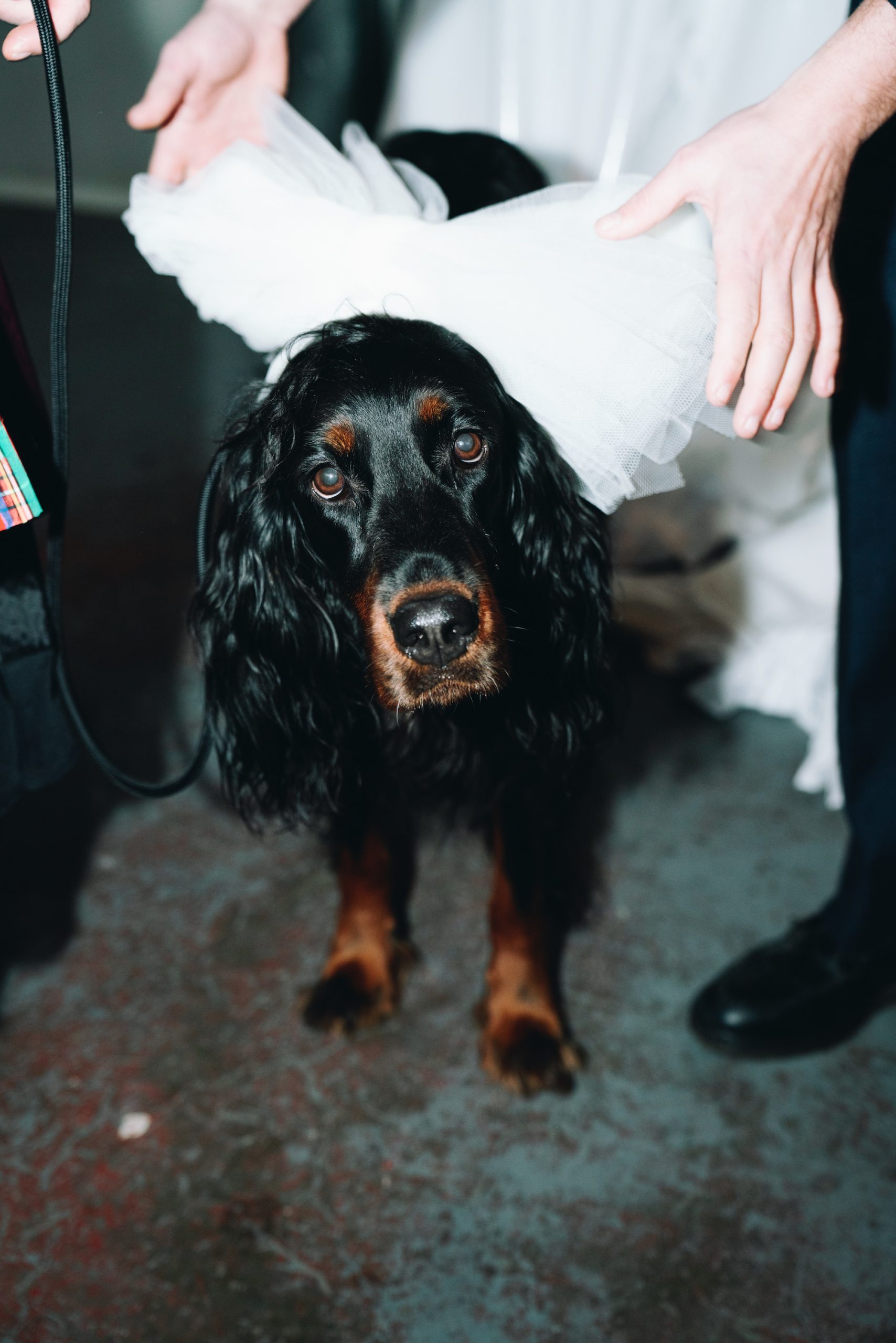 De hond van Erin en Joey