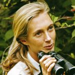 Jane goodall in 1965 in tanzania