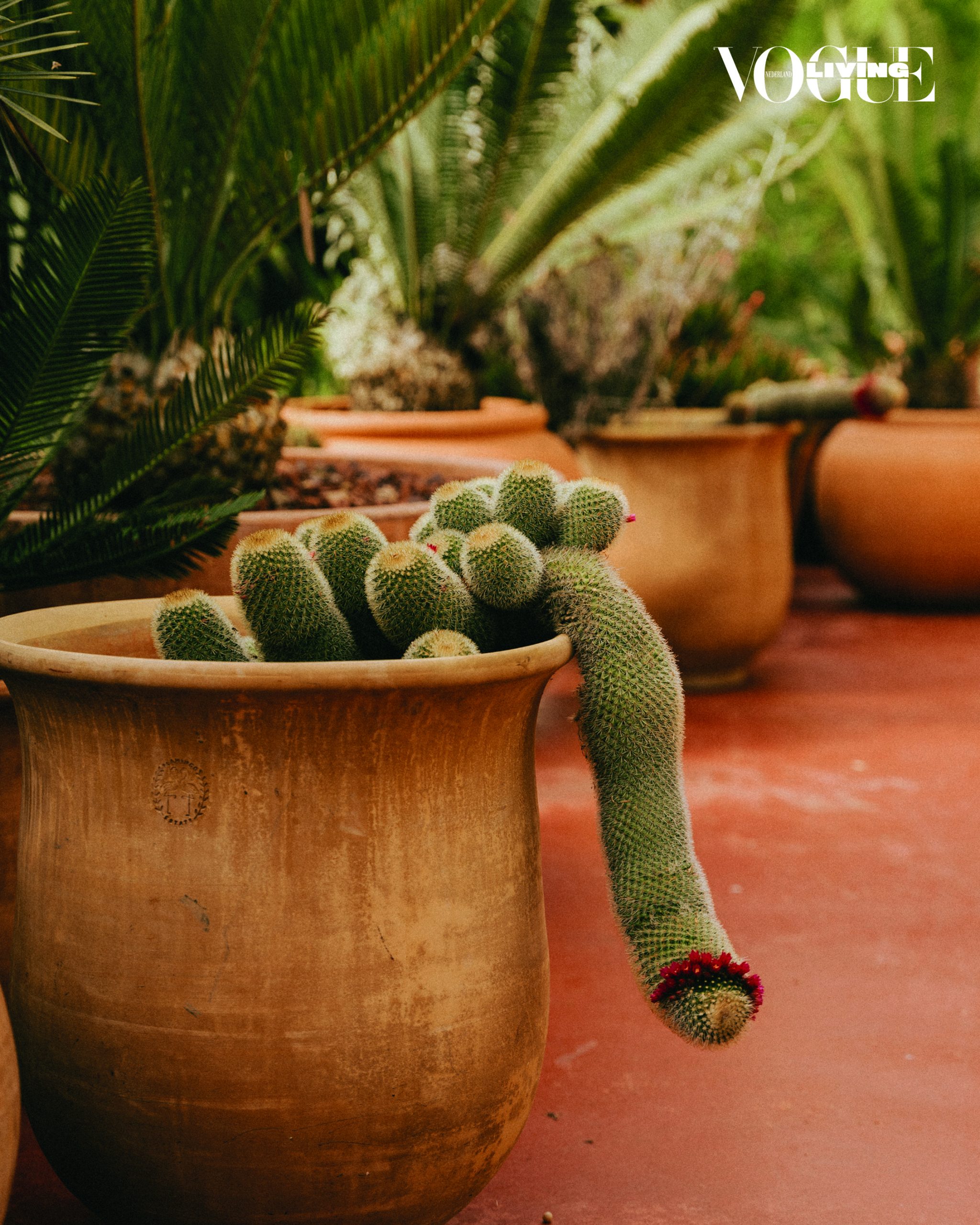 flamingo vogue living