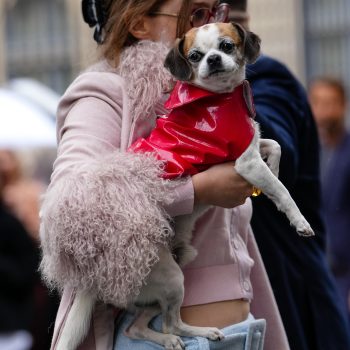 de-leukste-cadeaus-voor-dieren-en-dierenliefhebbers-voor-de-feestdagen-374557