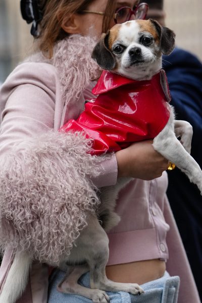 de-leukste-cadeaus-voor-dieren-en-dierenliefhebbers-voor-de-feestdagen-374557