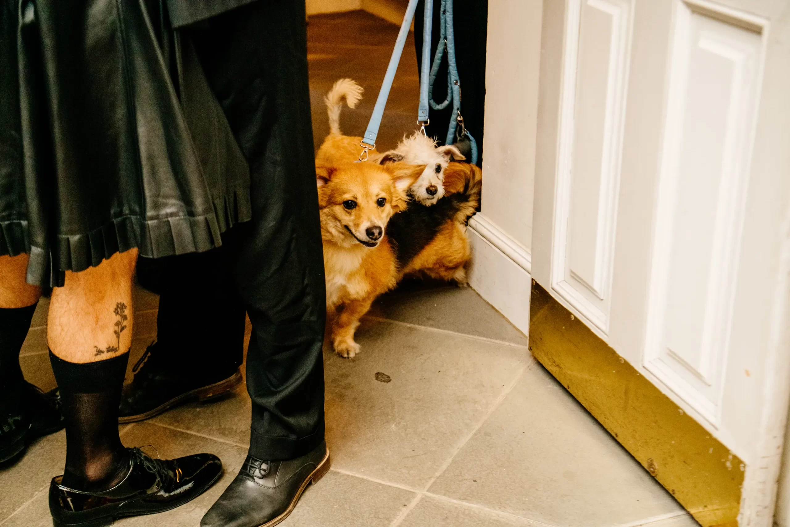 De honden van Brandon Flynn en Jordan Tannahill tijdens hun bruiloft