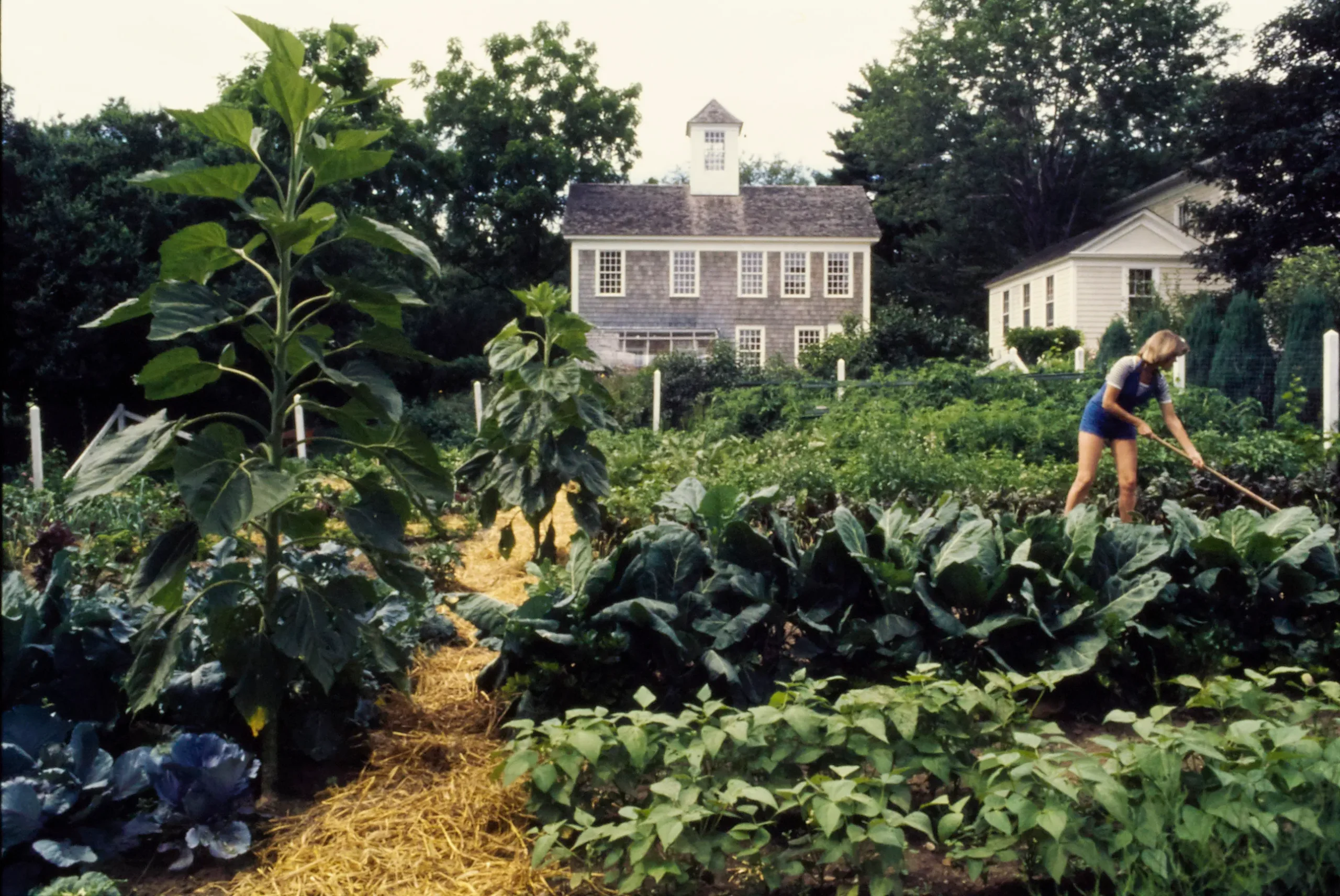 Stewart werkt in tuin