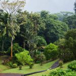 Het buitengebied bij het mid-century huis in Hawaii.