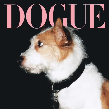 hoe-roses-hond-hank-van-asielpup-uitgroeide-tot-de-meest-gevolgde-hond-op-instagram-359072