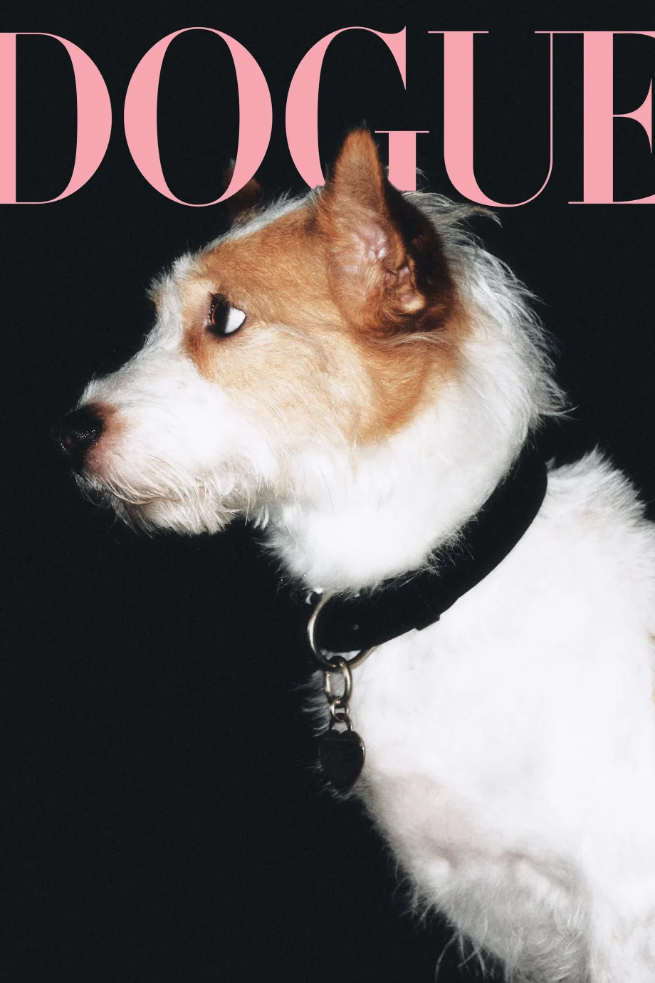 hoe-roses-hond-hank-van-asielpup-uitgroeide-tot-de-meest-gevolgde-hond-op-instagram-359072