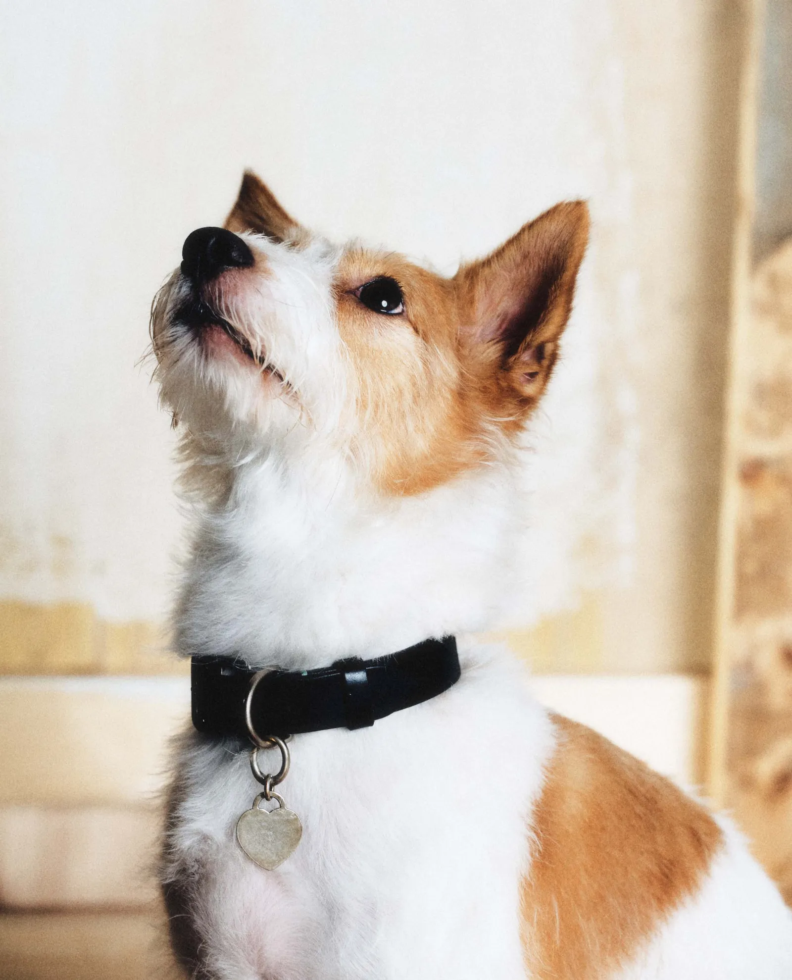 Rosé's hond Hank