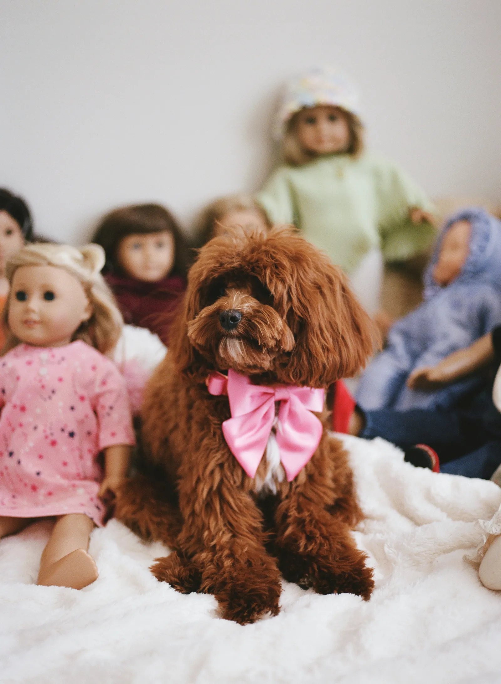 Hond Louie tijdens de Dogue-fotoshoot