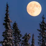 volle maan januari 2026 achter besneeuwde bomen