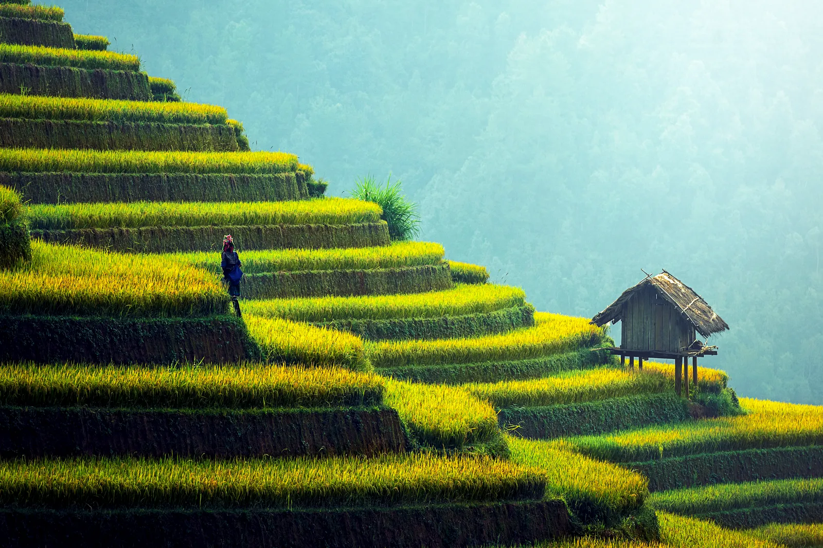 Sa Pa rijstvelden in Vietnam