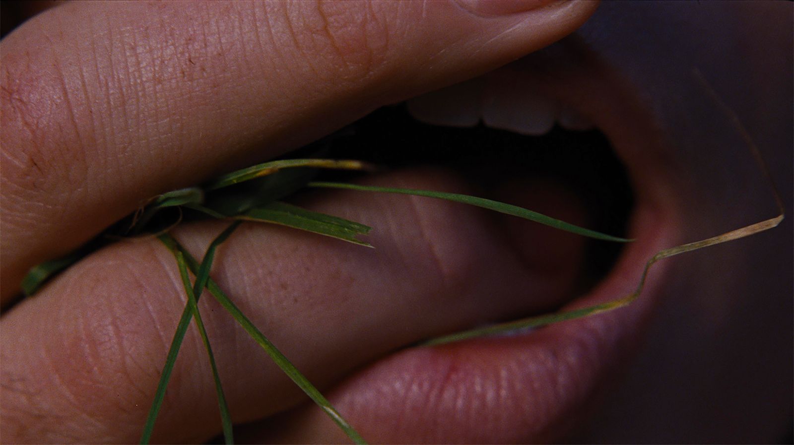 Wuthering Heights gras - viraal beeld